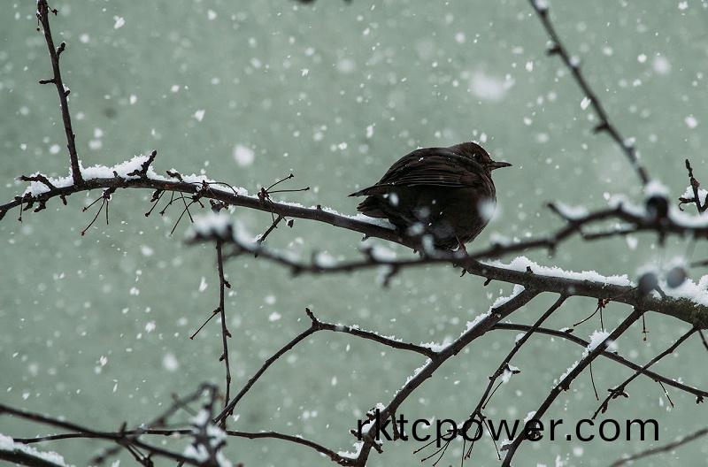 pexels-isak-fransson-2034286