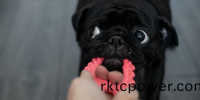 從“中國皮都(dou)”走到“寵物(wu)小鎮”——淛江平陽縣20年治汚之(zhi)路